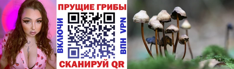 Купить где  Балашов  Псилоцибиновые грибы GOLDEN TEACHER 